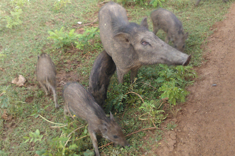 Yala National Park