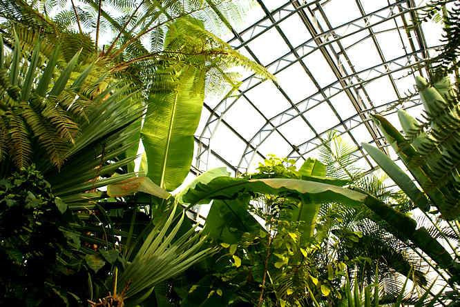 Oxford Palm House